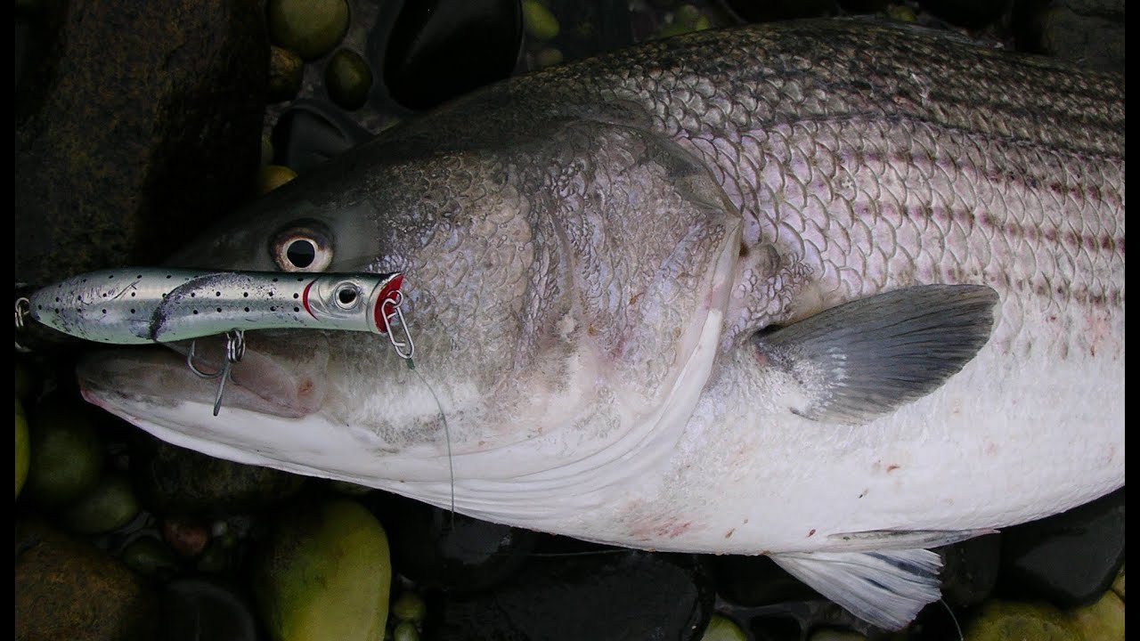 Surfcasting for Striped Bass - Tsunami Surface Plug