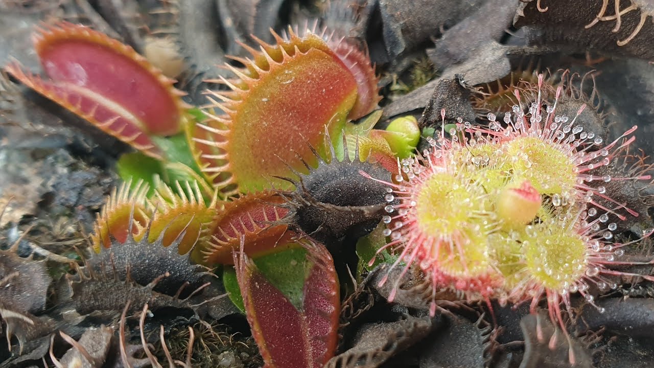 My Venus Flytrap And Drosera Plants in Pots. Ready For Live Feeding