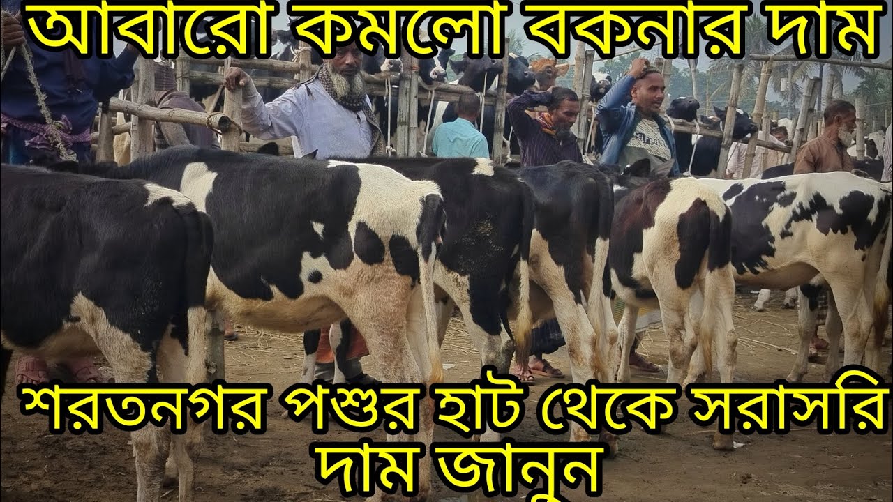 হাট সেরা ফ্রিজিয়াম বকনা গরু শরতনগর পশুর হাট থেকে সরাসরি দরদাম জানুন পাইকারি দামে বিক্রি করে এই হাটে 