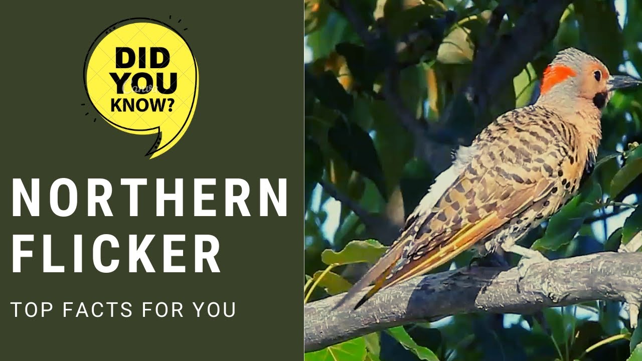 northern flicker facts | common flicker | native to Americas | yellowhammer | clape