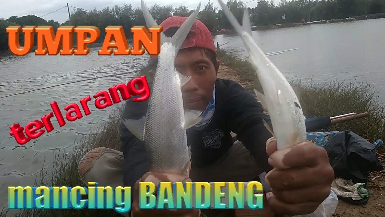 Umpan terlarang mancing bandeng tambak.