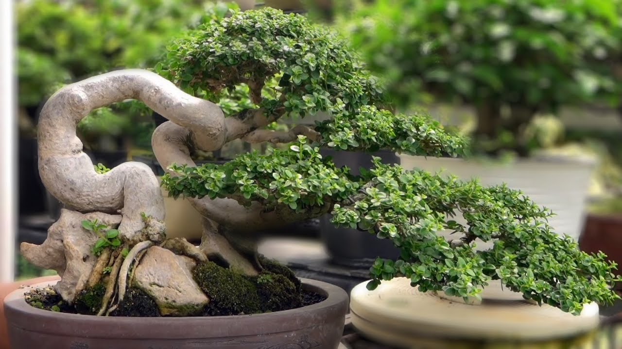 JURAGAN BONSAI MAME
