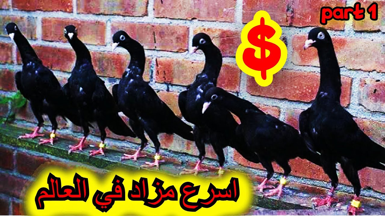 حرق حرق اسعار الحمام اسرع  مزاد طيور حمام في الاردن من دينار دقيقة وحمام نخب كش و زق الله يبارك جزء1