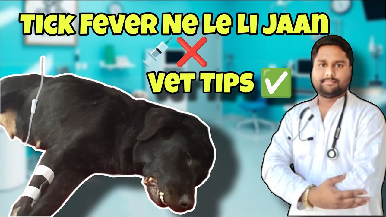 Tick Fever in Dogs | Real Case Study | Symptoms | Diagnosis | Treatment | In Hindi | #FurFitness