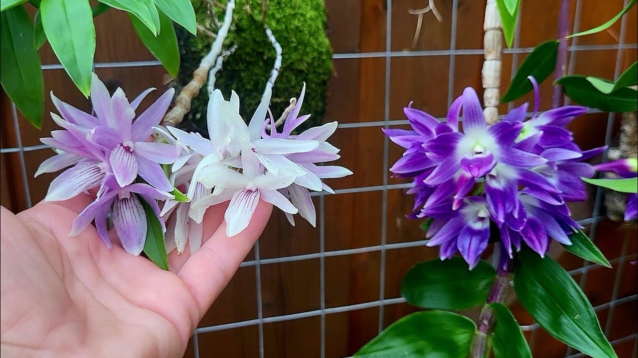 🇺🇦 Прості орхідеї Дендробіум та їх особливі кейки. Dendrobium ceraula, Dendrobium victoria reginae.