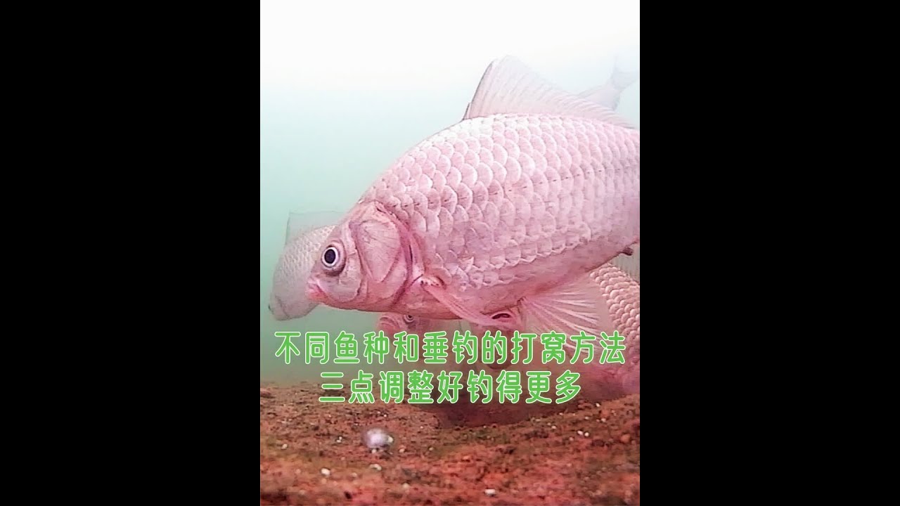 不同鱼种垂钓方法，适应不同打窝方式，这三点调整好才能钓得更多 #打窝 #水下拍摄 #原来钓鱼才是抖音运动顶流