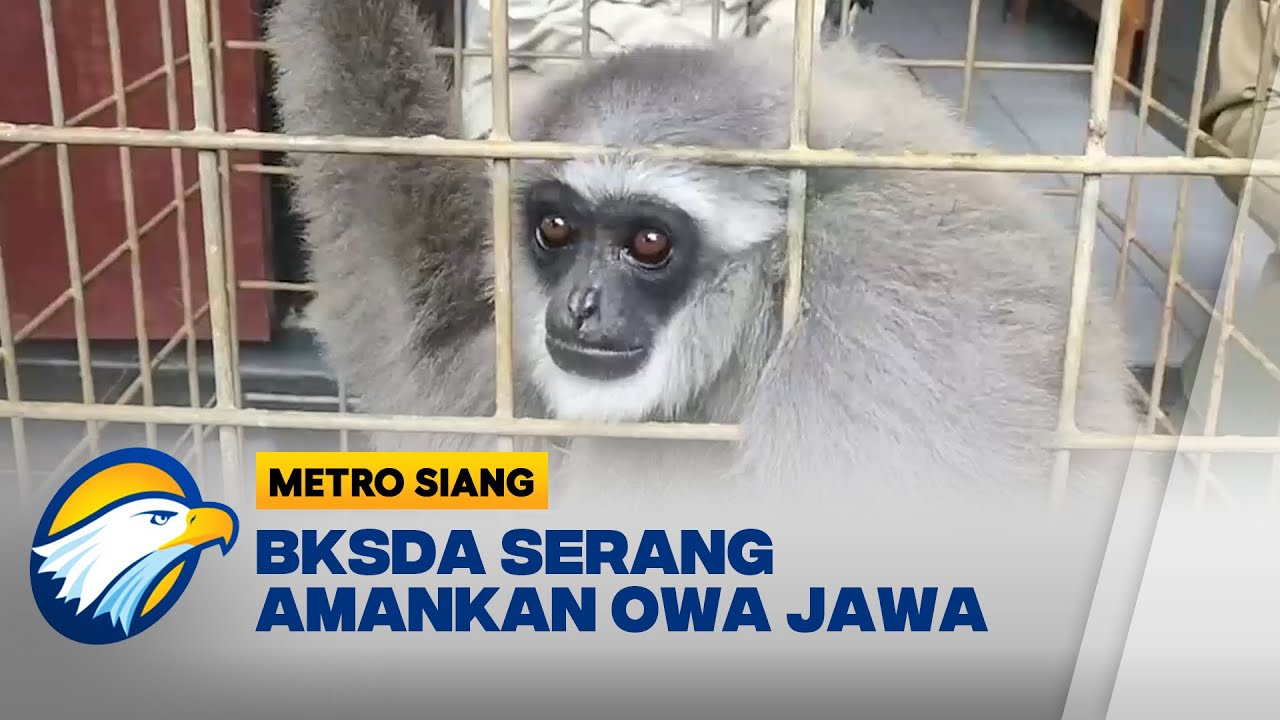 BKSDA Serang Amankan Satwa Langka Owa Jawa