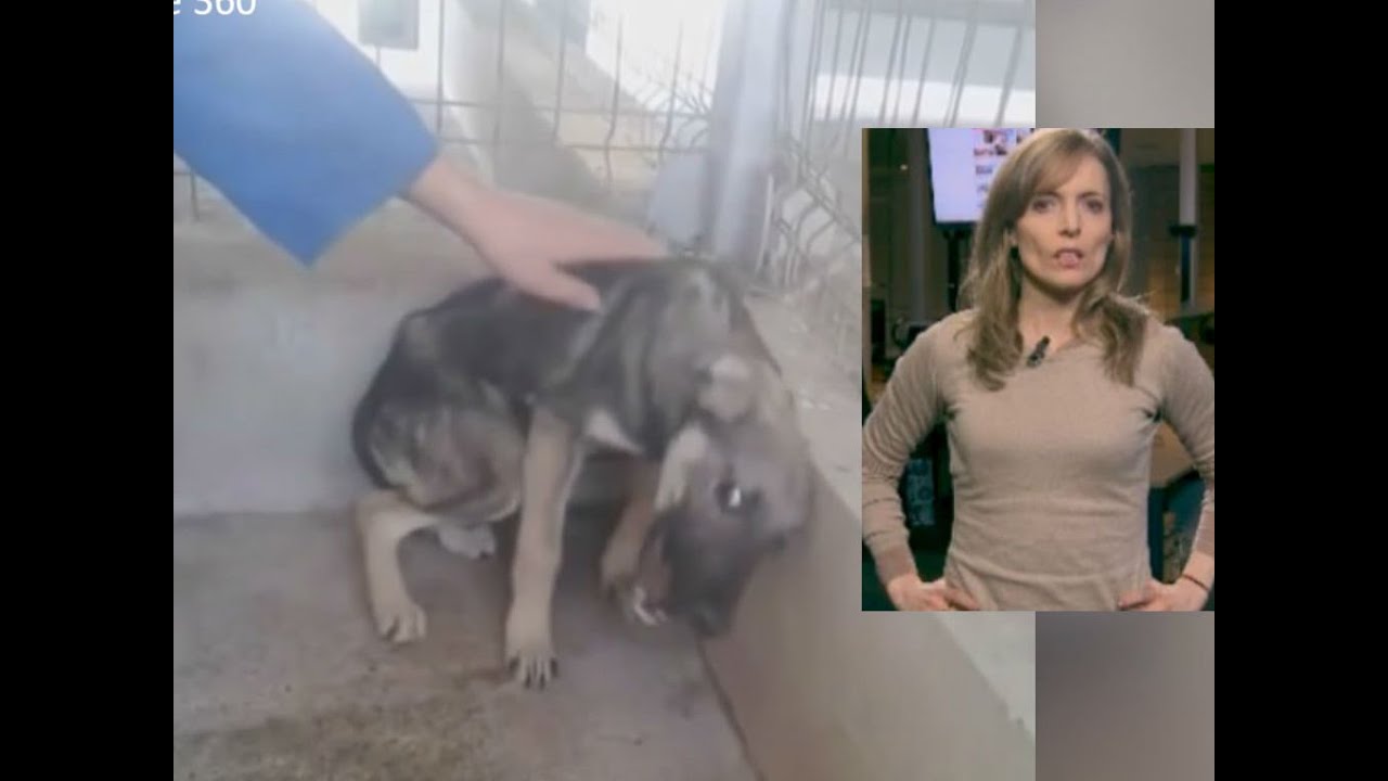Nach Jahren der Misshandlung: Hund erfährt zum ersten Mal Streicheleinheiten