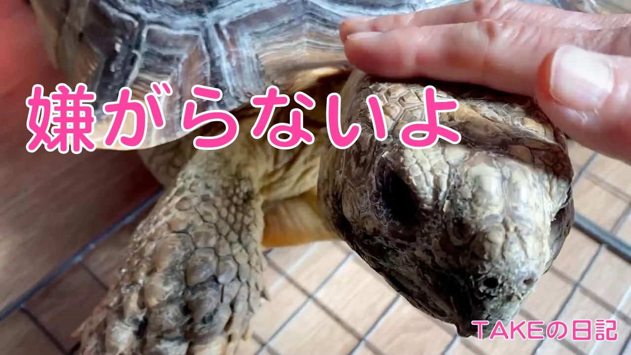 撫でられるのが好きなケズ君