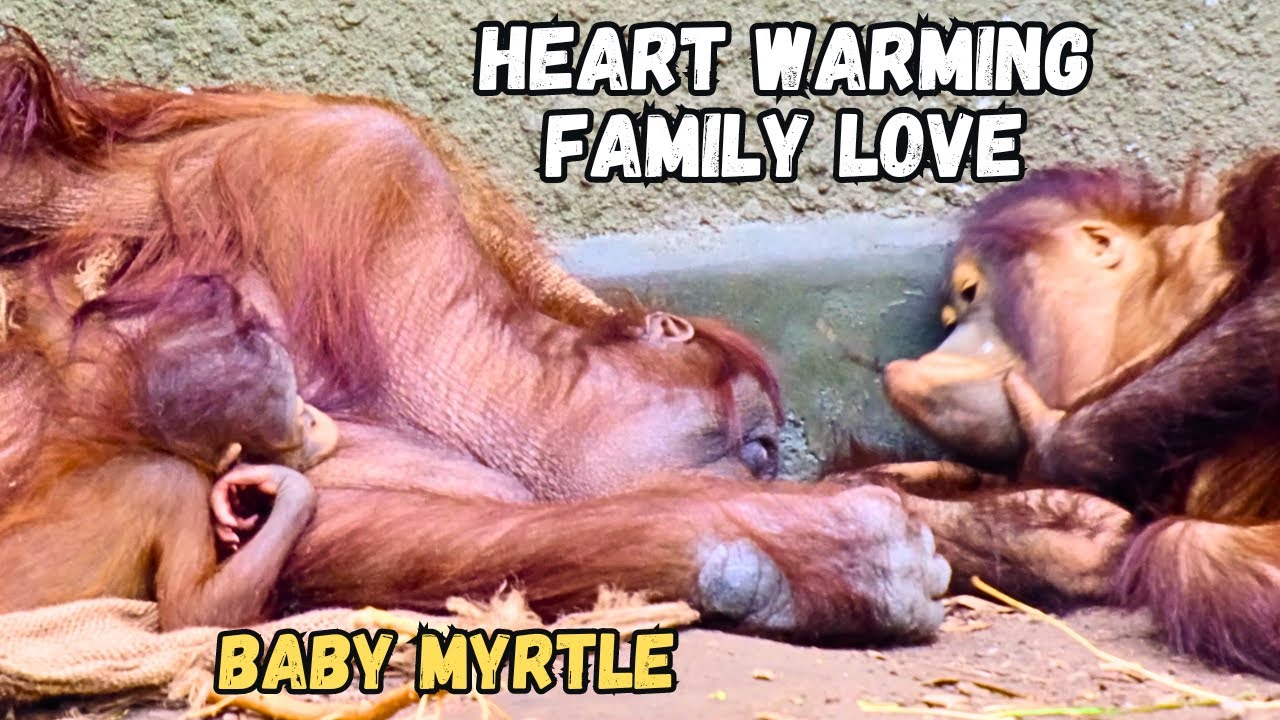 The Love Of This Orangutan Family Will Melt Your Heart