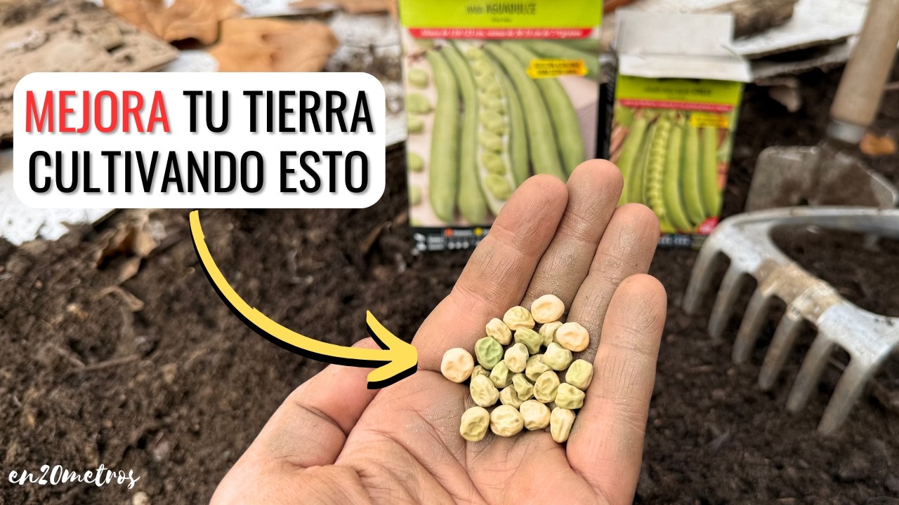 SIEMBRA ORO EN TU HUERTO: mejora tu TIERRA con HABAS y GUISANTES: Fertiliza Enriquece || en20metros