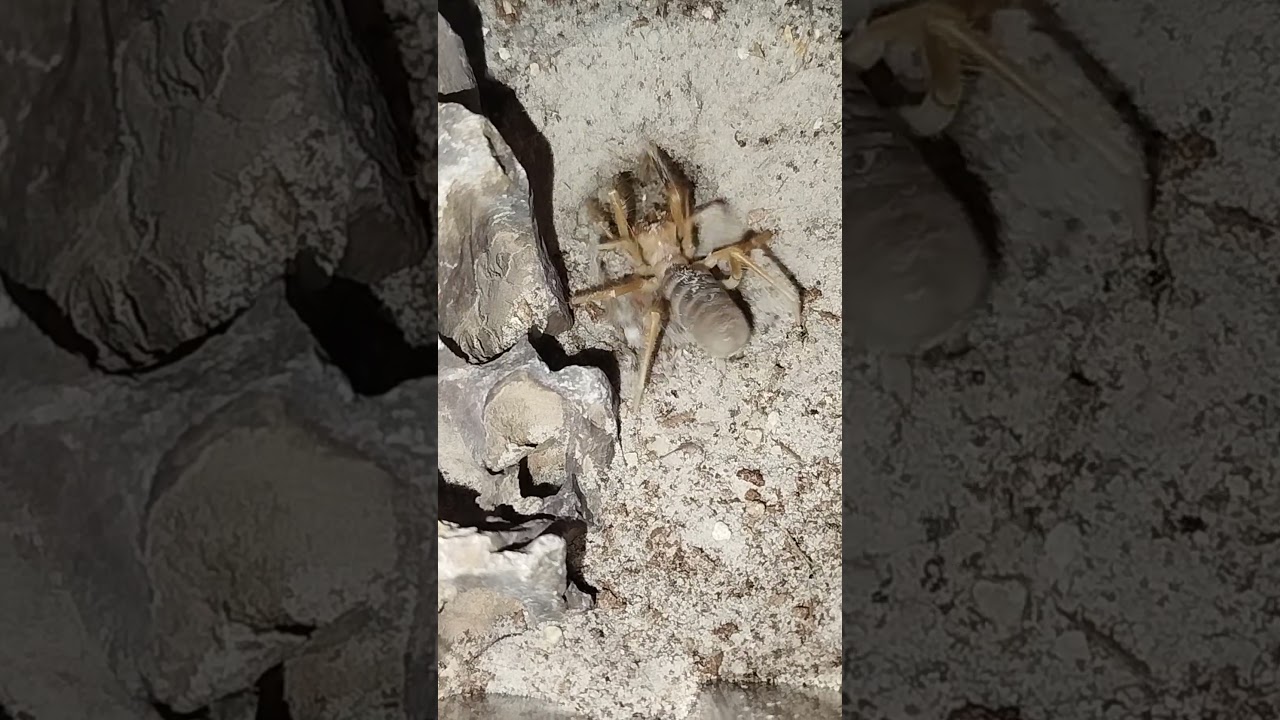 Wiedziałeś jak solfuga przy pomocy instynkt&oacute;w wykopuje kryj&oacute;wkę ? #camelspider  #terrarium #solfuga