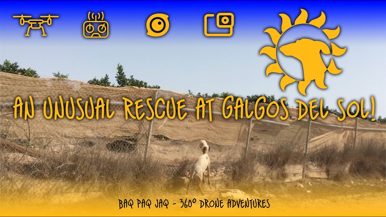 An unusual rescue at Galgos Del Sol