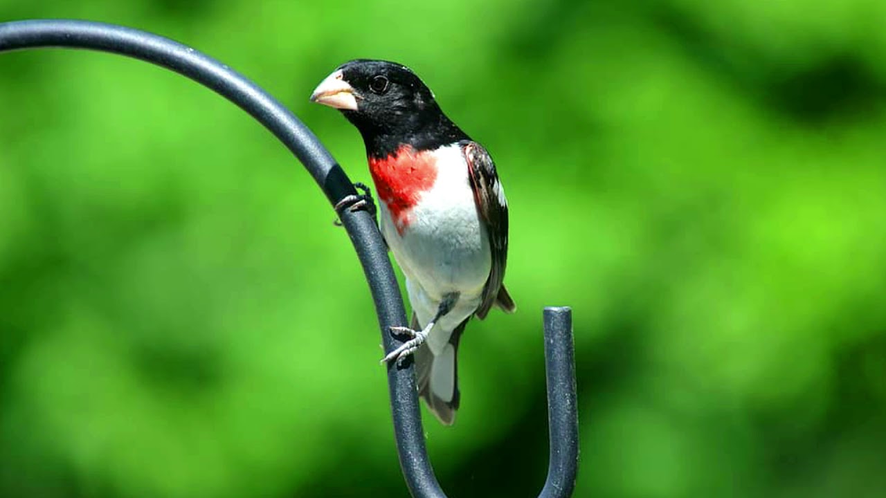 Rose-breasted Grosbeak song, beautiful Rose-breasted grosbeak call [HD Rose-breasted grosbeak sound]