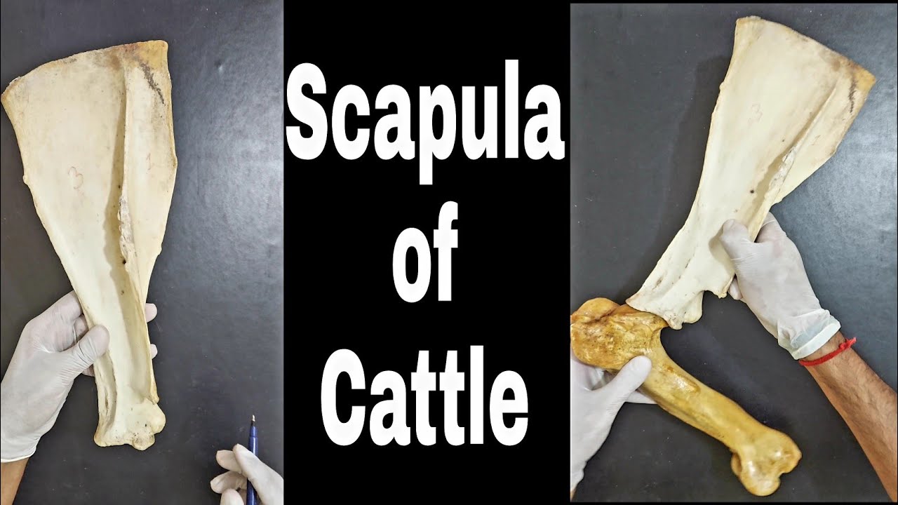 Scapula of Cattle || Practical approach || Simplified ✔|| by Aniket tyagi @Vetstudy