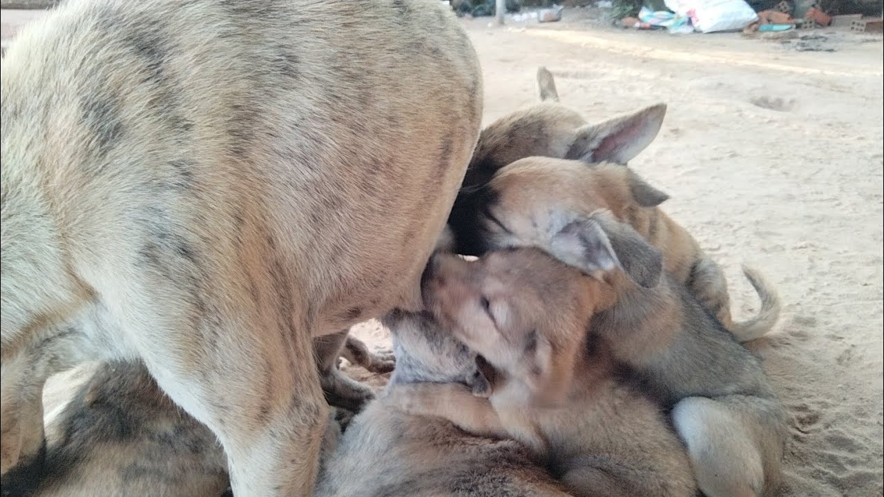 These puppies are nursing their mother.
