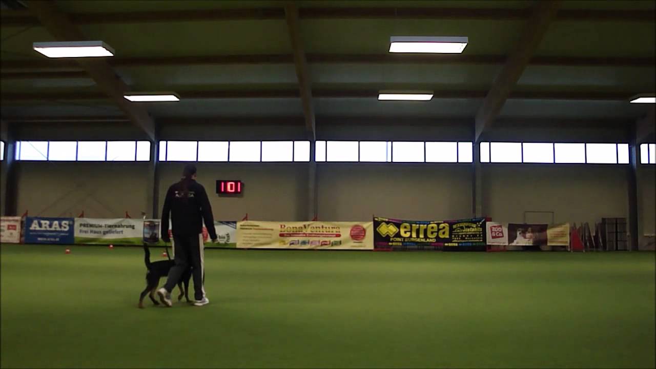 1. WHC Obedience, Lexi OB Beginner 1. Platz