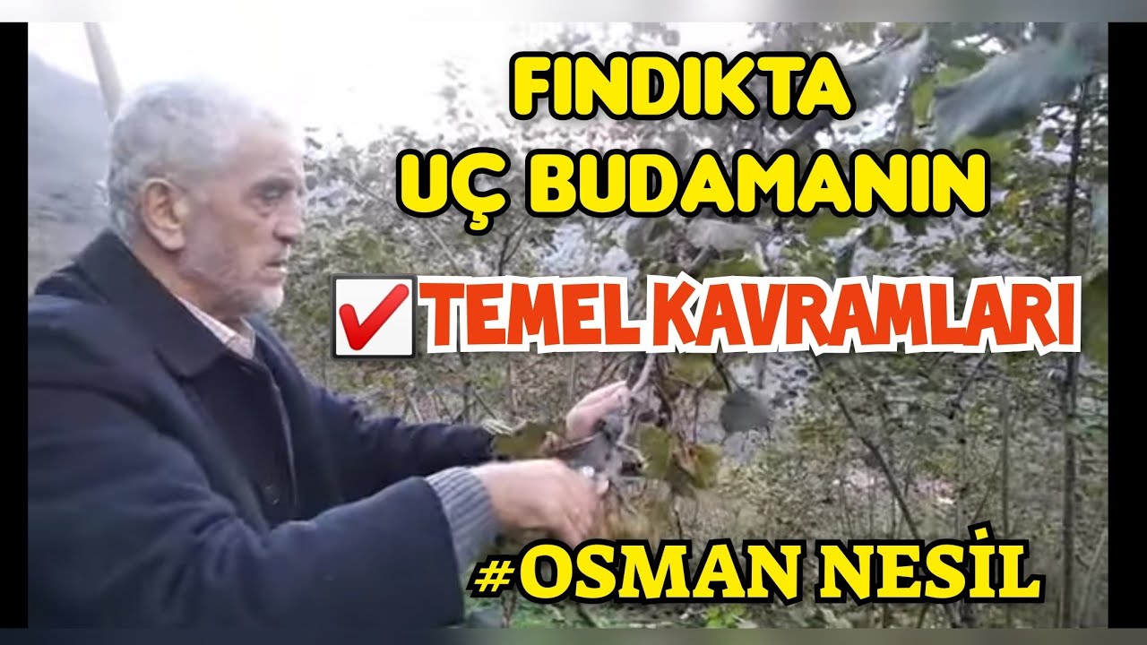 OSMAN NESİL 'den FINDIKTA BUDAMA Temel Kavramlar