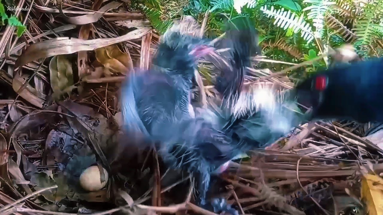 You Won&rsquo;t Believe What This Mother Bird Does With Her Chicks!