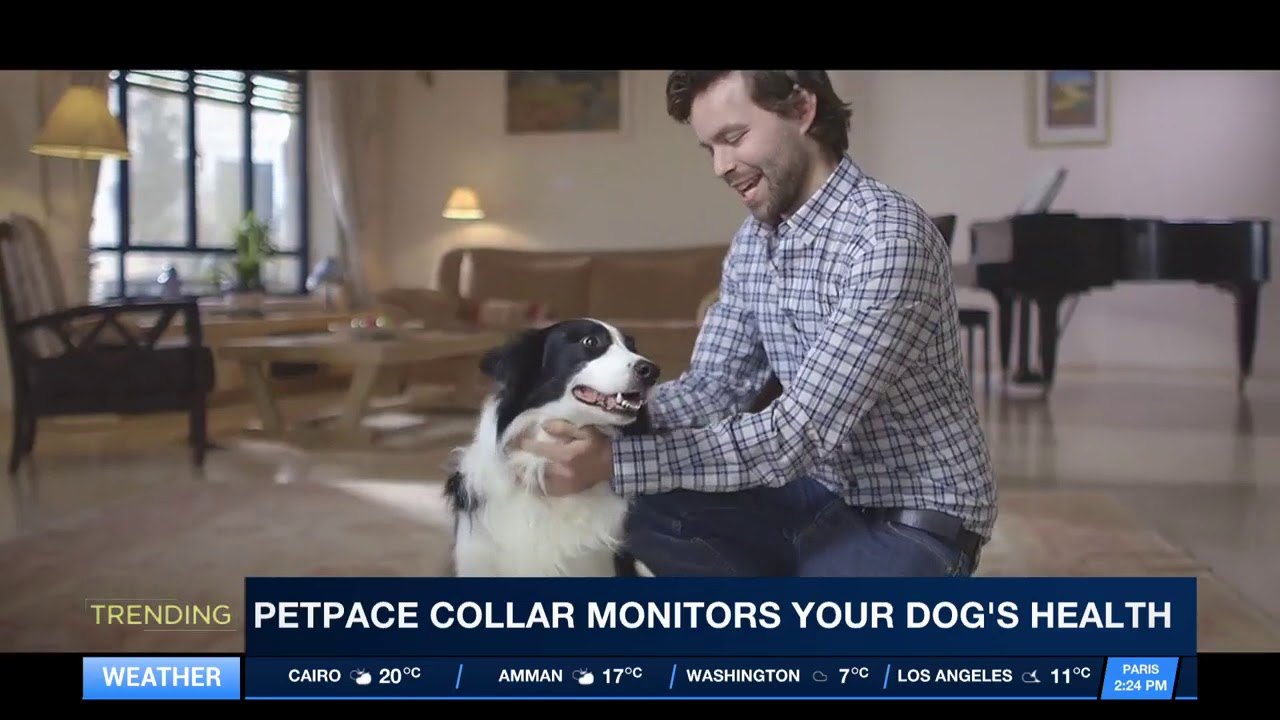 PET PACE COLLAR- TELLS WHEN DOG SICK