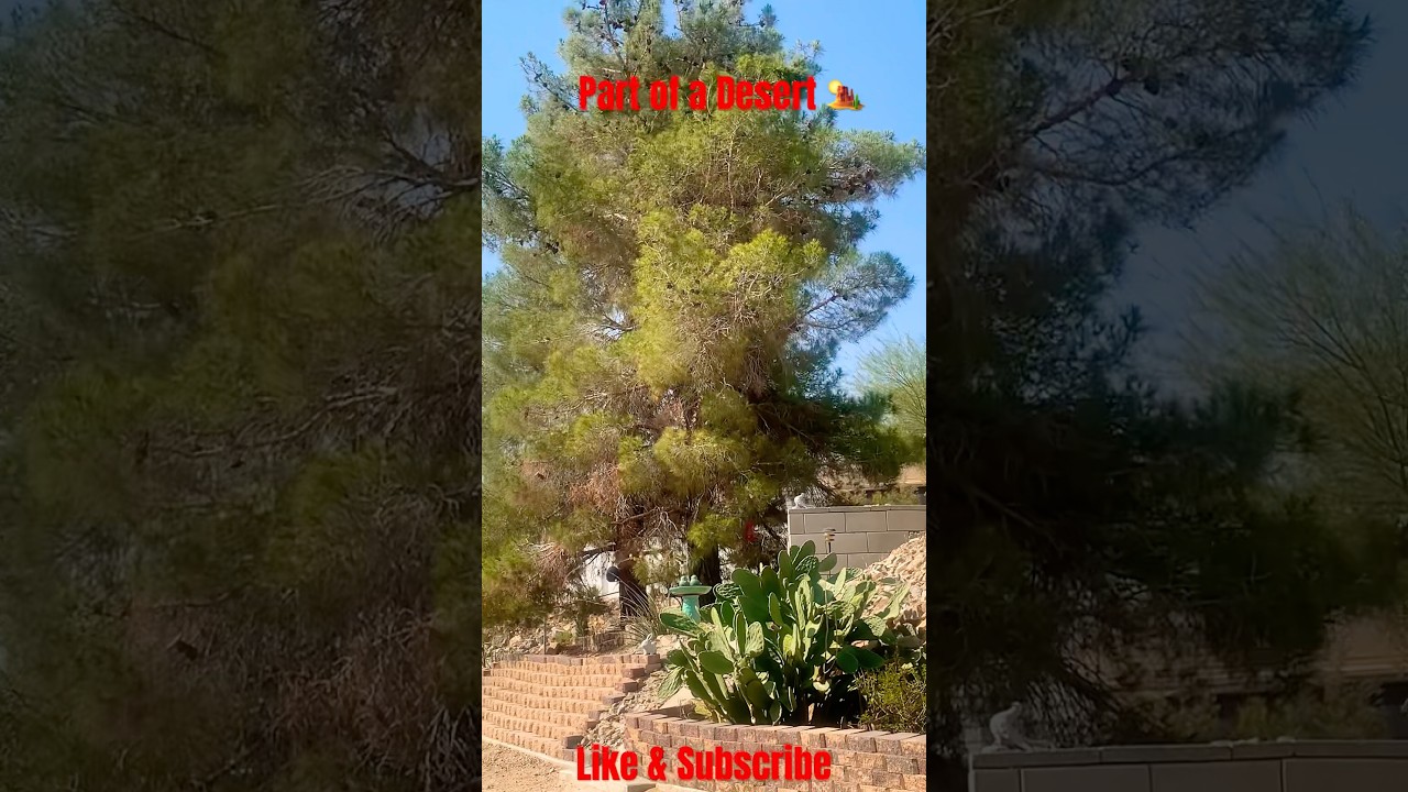 #music #viralvideo #desertlife #desertviews #fypviral #wind #dogs #solo