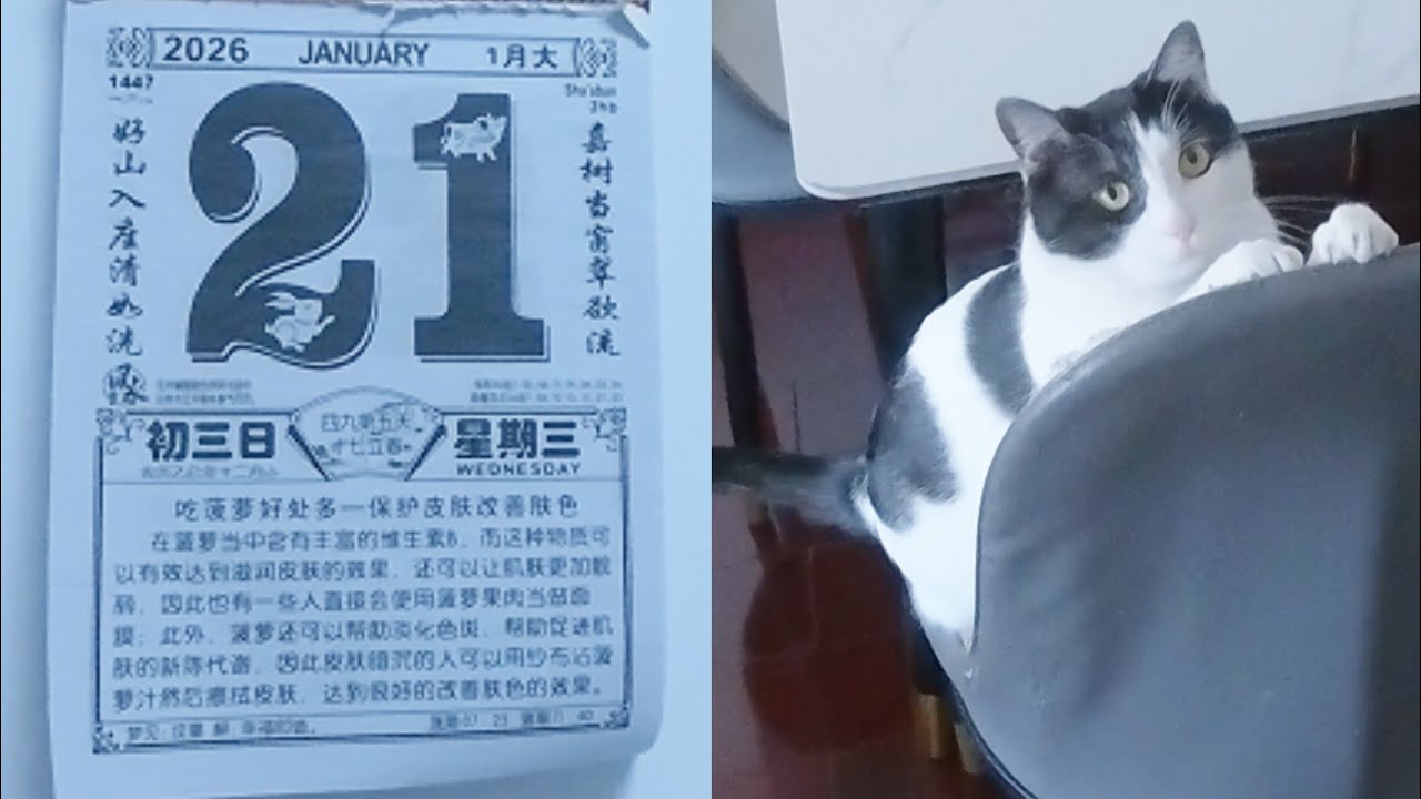 新家第二天～越来越适应了，吸尘器坏了，正好让他休息一下，两个小猫咪也适应搬家了，开心！