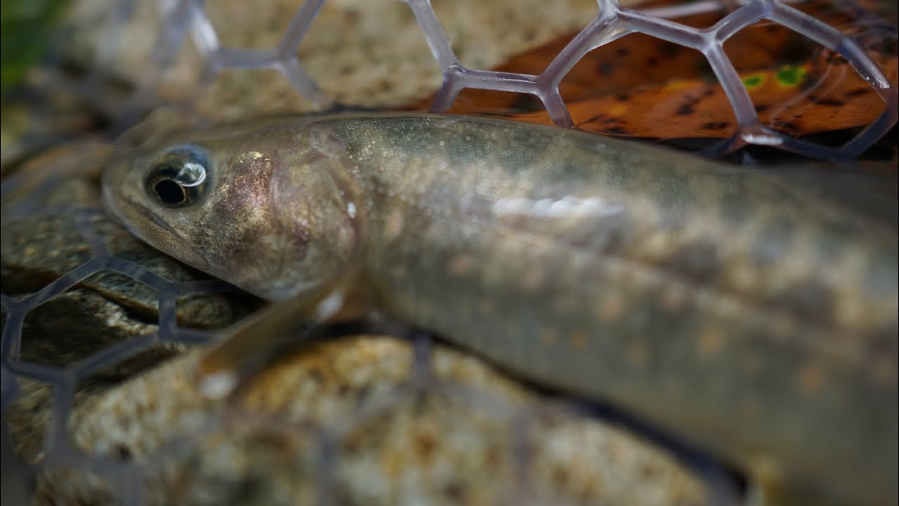 2022 09 Japanese trout lure fishing 【岩魚 char】