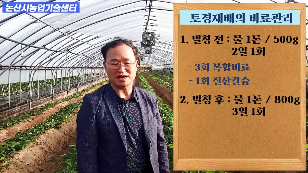 논산딸기 토경재배 정식후 관리요령