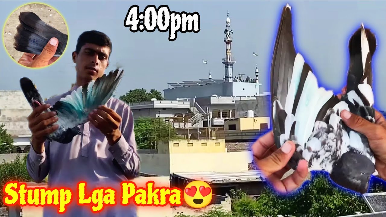 Мохар лага джалдаар кабутар 16:00 пакра😍 Поймал очень удивительного джалдаарского голубя 🔥