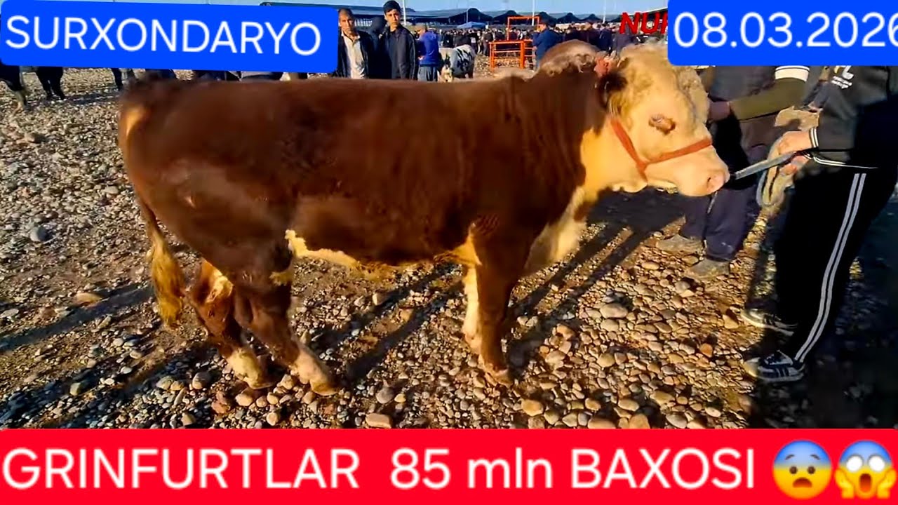 08.03.2026 SURXONDARYO QIZIRIQ JAXON BOZORIDAN HOʻKKIZLAR BOQMA TANALAR NARXLARI