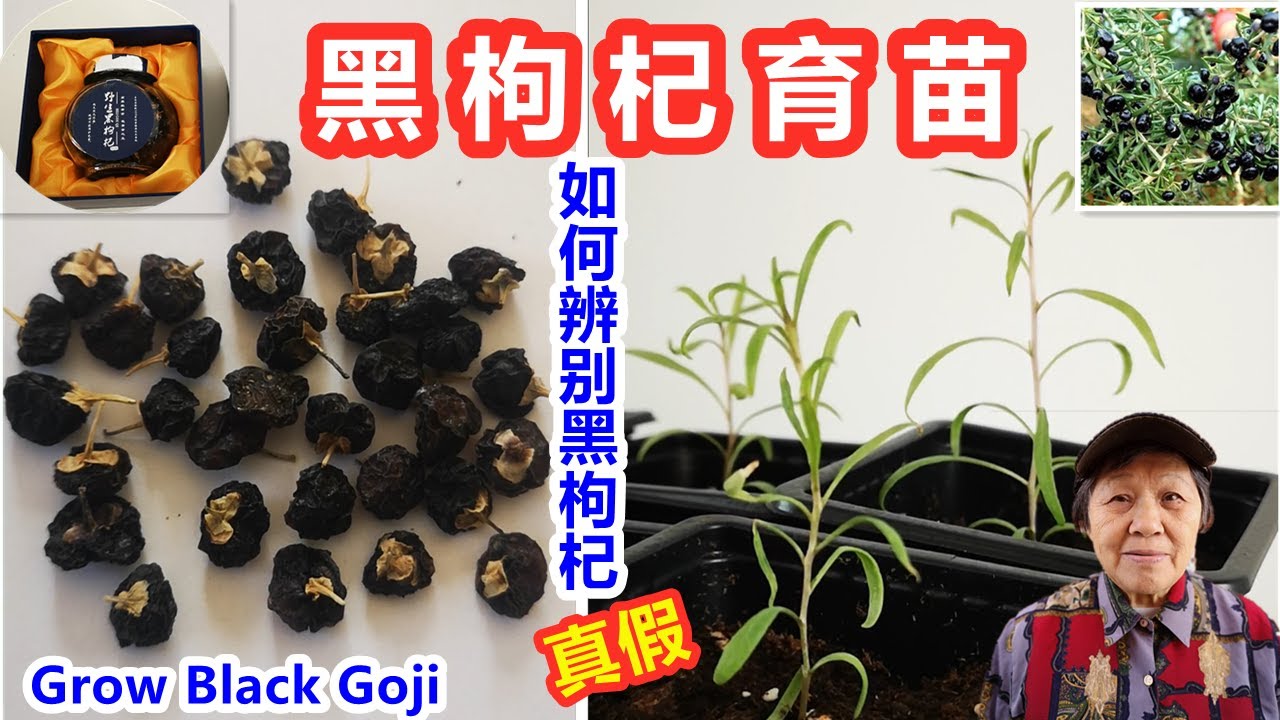 黑枸杞育苗, 教你如何辨別真假黑枸杞，黑枸杞是“軟黃金”，不種就虧了 Grow Black Goji from seeds\ Mars Hydro