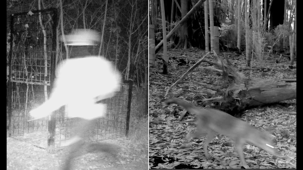 トレイルカメラに映った動物たちと不思議なもの　幽霊？　オオカミ？