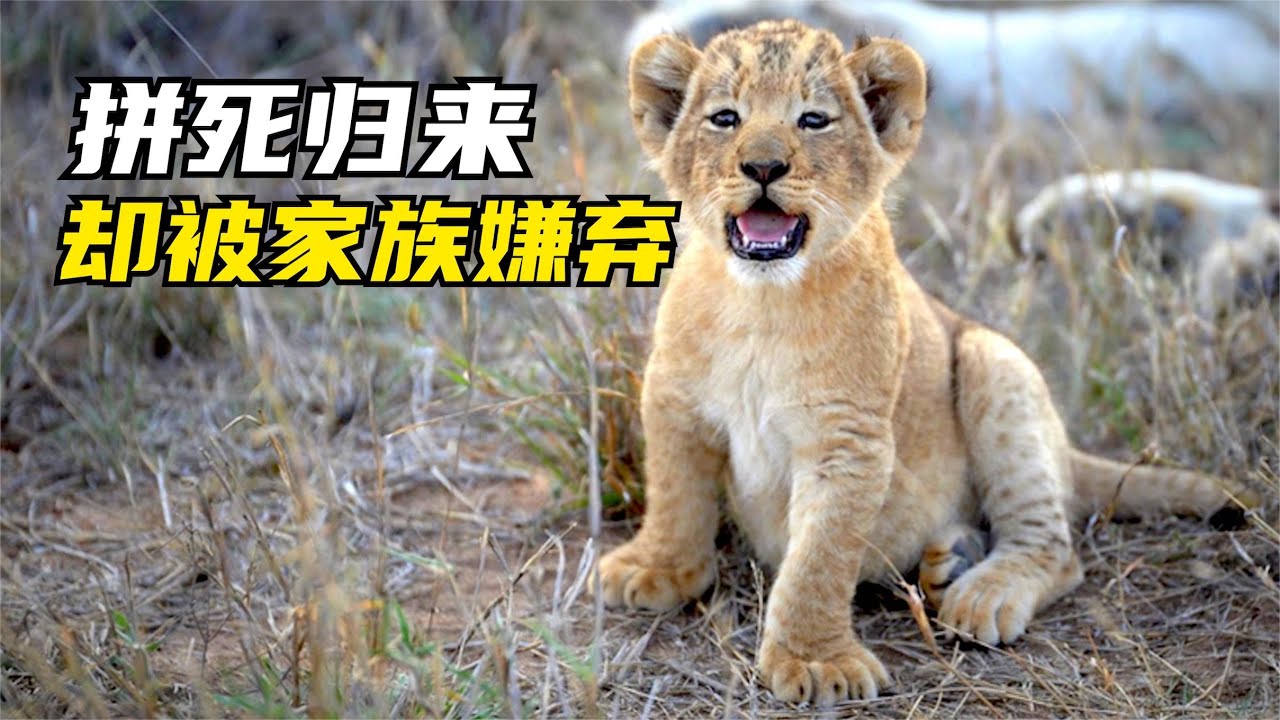 小獅子死裏逃生、千難萬險回家，媽媽和阿姨卻不要它了