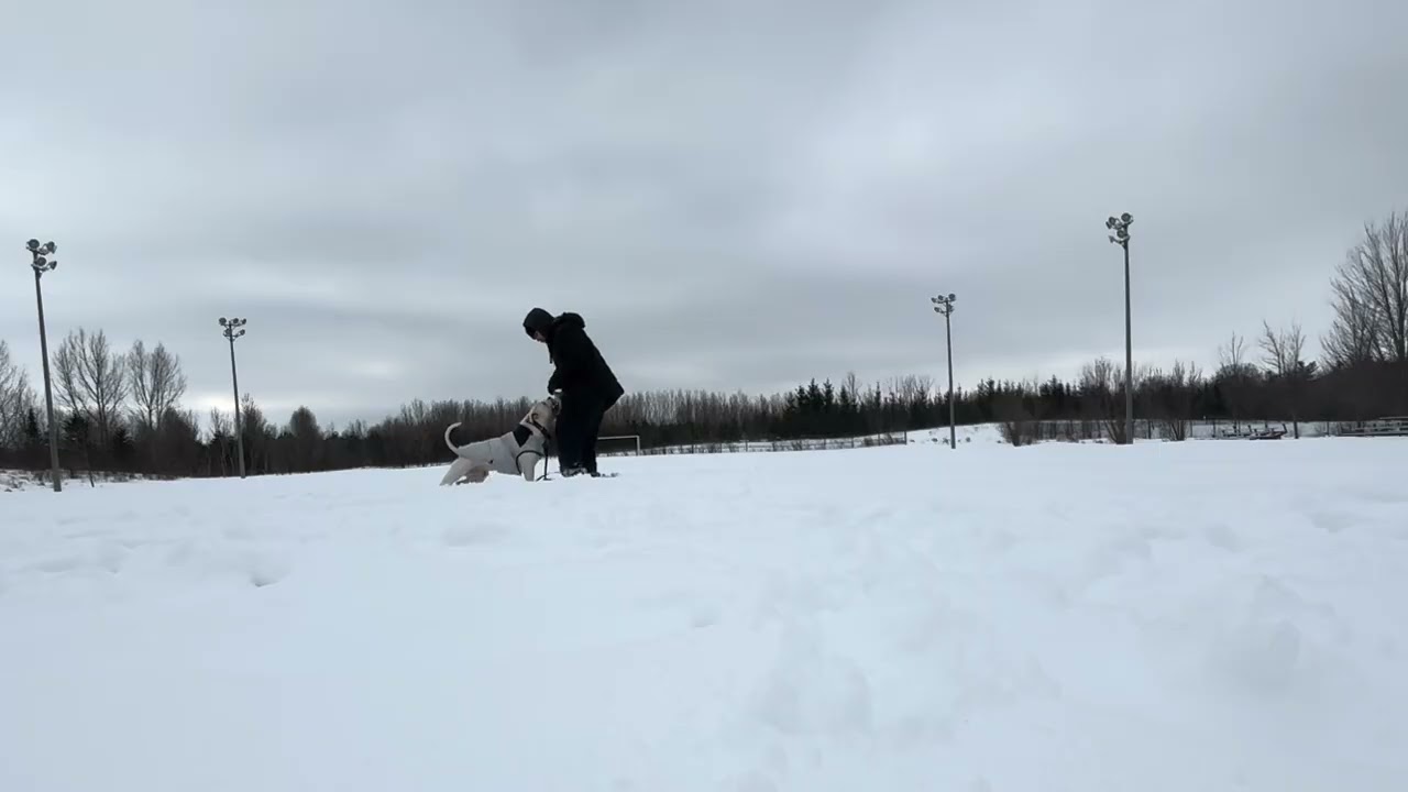 Training Reactive and Very Demanding Dogo Argentino. First Session. Trying different things 