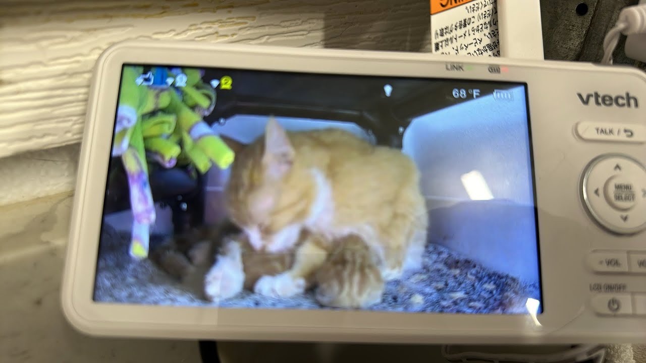 Furball Farm Cat Sanctuary is live!