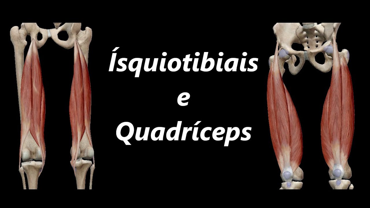 Anatomia dos Ísquiotibiais e Quadríceps em 3D