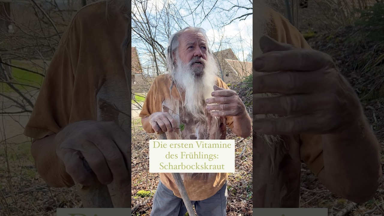 Das Scharbockskraut