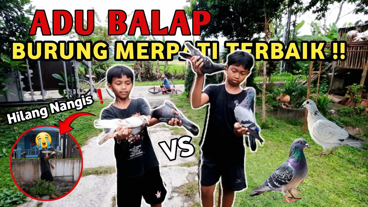 BURUNG MERPATI MURAH KUALITAS BUKAN KALENG - KALENG ‼️ BOLEH DI ADU !!