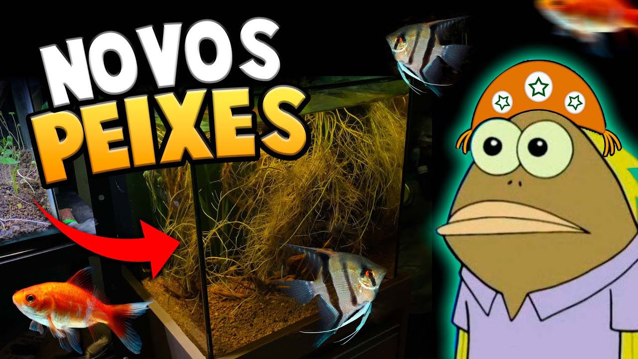 Comprando Peixes pro Novo Aquário e Laguinho
