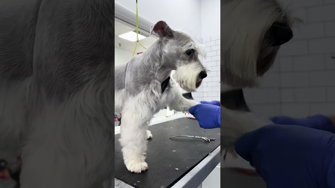 Schnauzer cut from begging to end .