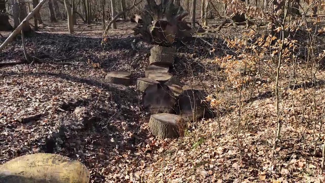mein erster Waldspaziergang 2026