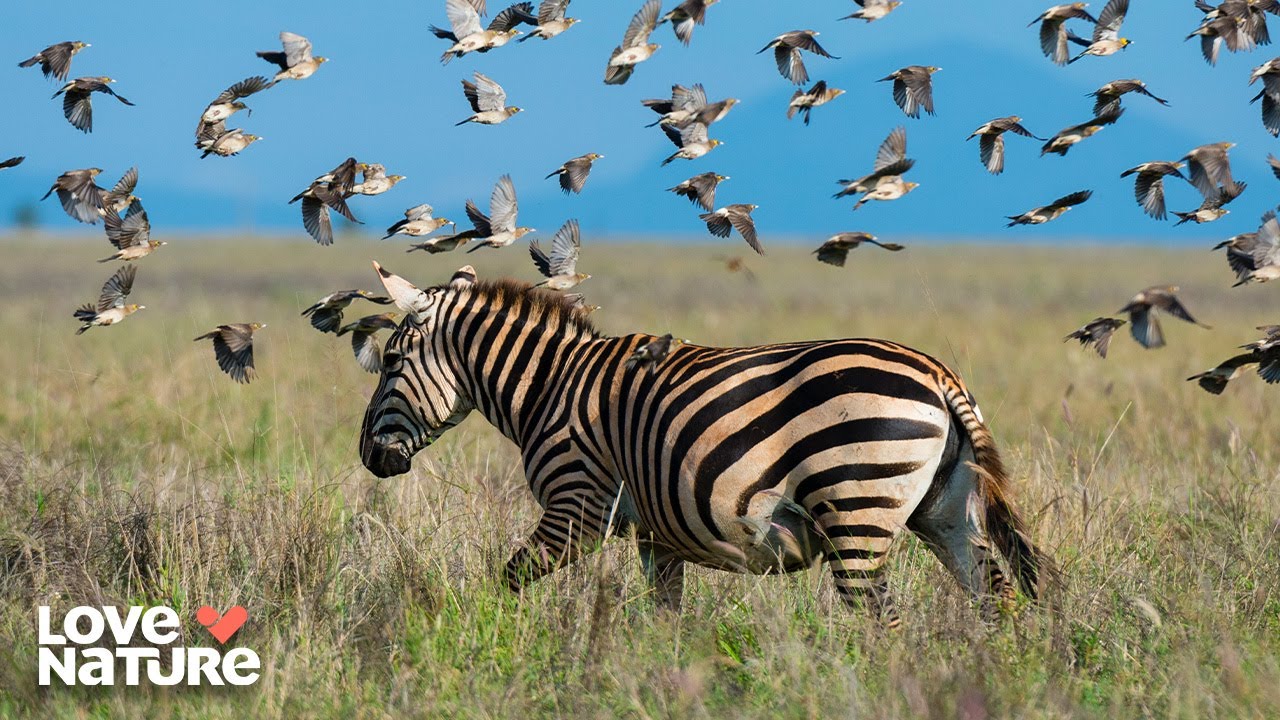 Grevy's Rapidly Declining Zebra Population | Kenya Wildlife Diaries 103+104