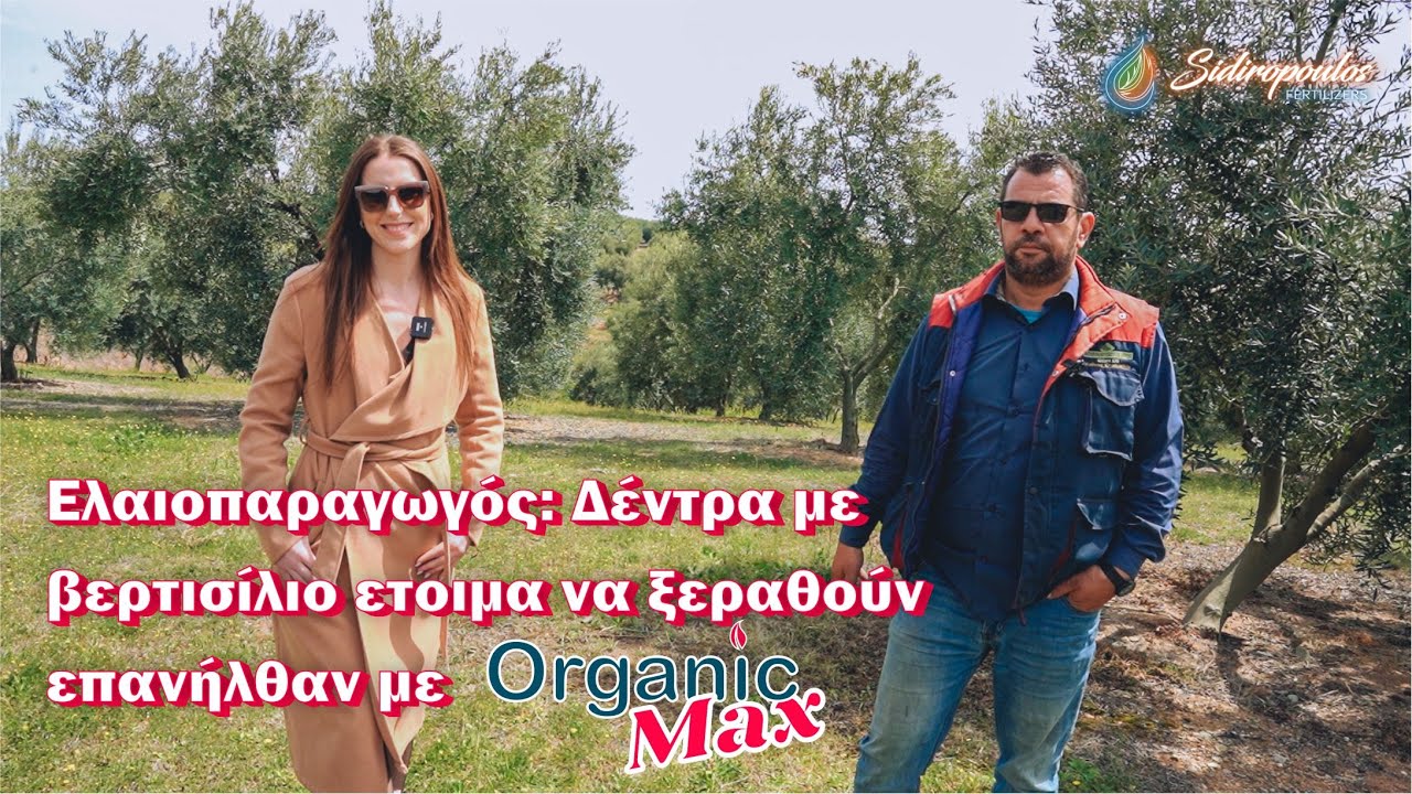 Απίστευτη βελτίωση σε ελαιώνα με βερτισίλιο - Πως το Organic Max έδωσε την λύση!