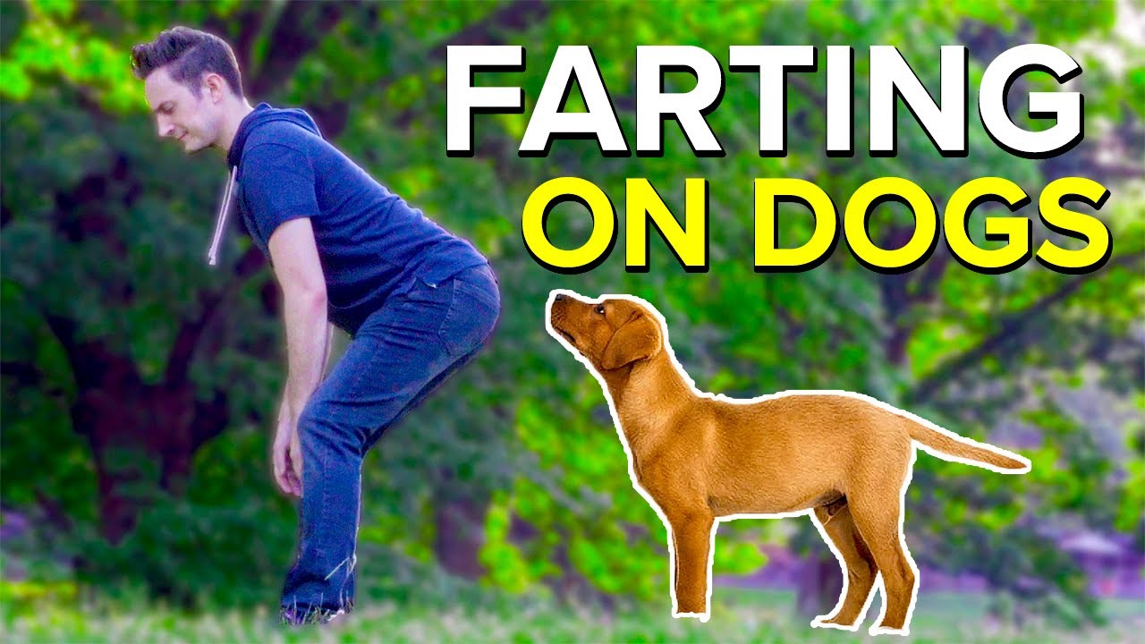 FARTING ON DOGS