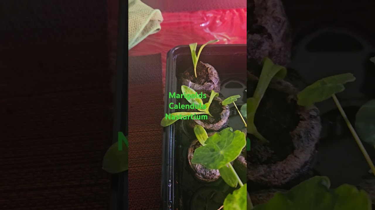 No Nats using hydrogen peroxide spray. Time let these babies fly. #smallspacegarden