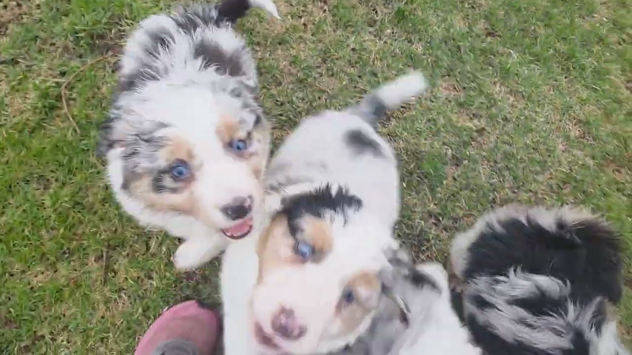 AKC Australian Shepherd Puppies🐾