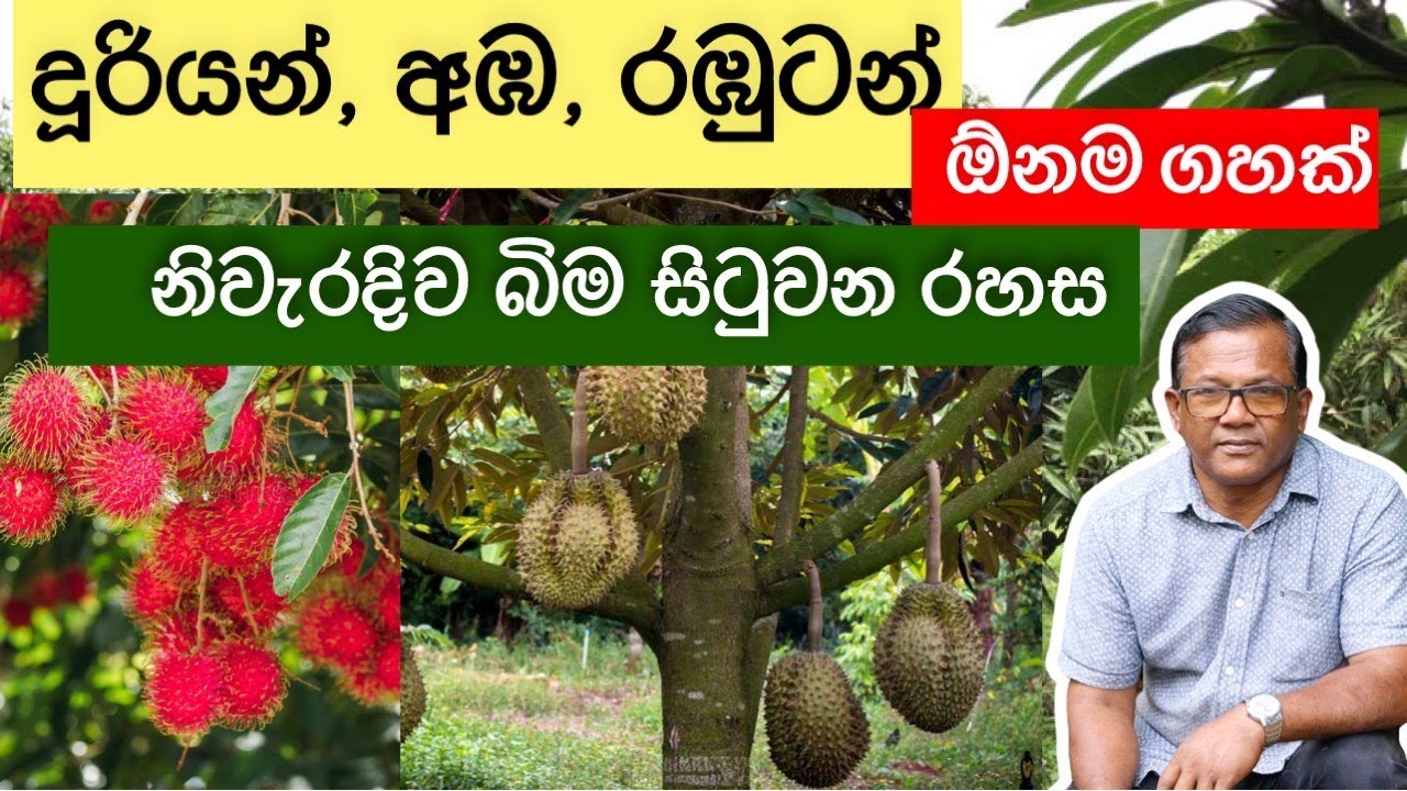 පොඩි ඉඩක, ඉක්මනින් ඵල දරන්න, මේ විදියට බිම හිටවන්න | Growing Tips | Ceylon Agri | Episode193