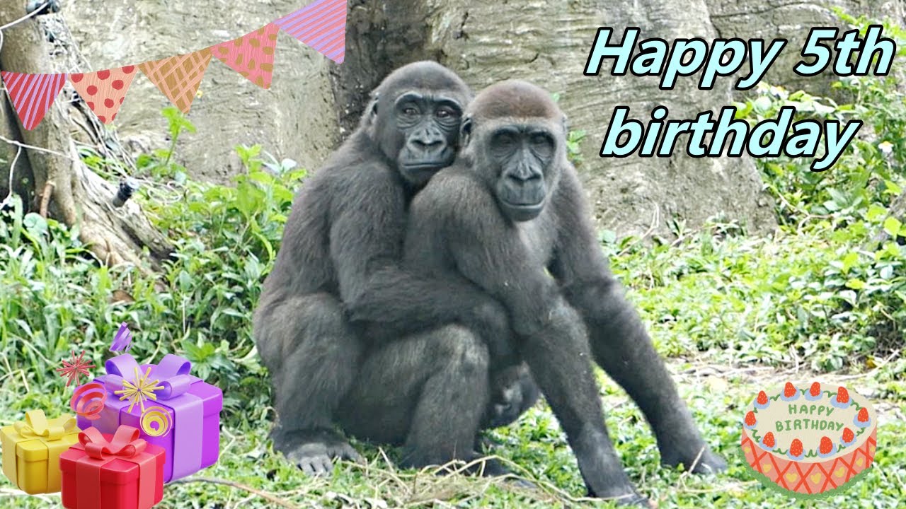 Happy 5th birthday to Jabali!  🎂🎉🎈/  祝福Jabali 五歲生日快樂!!