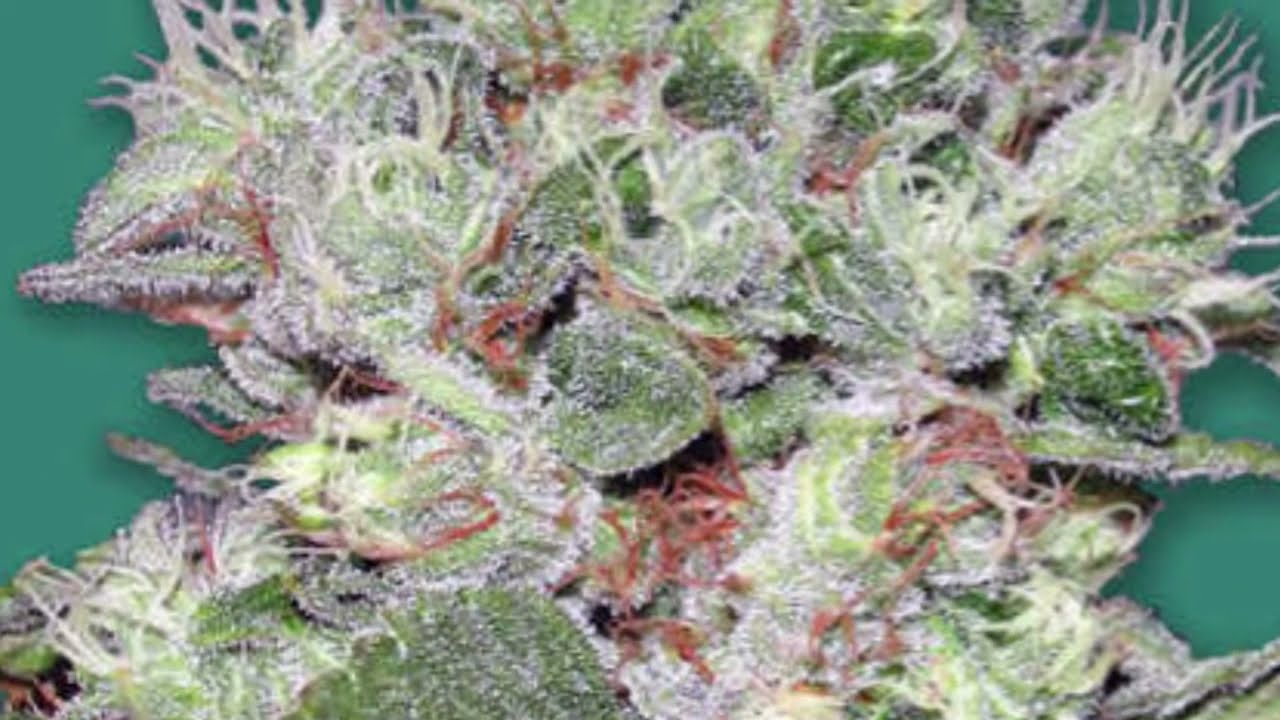 Bomb Seeds - Cannabis Strain Series #15 - STRAIN TV