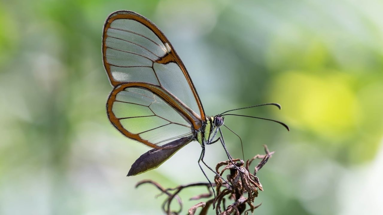 Invisible Elegance: The Enigmatic Beauty of the Glasswinged Butterfly